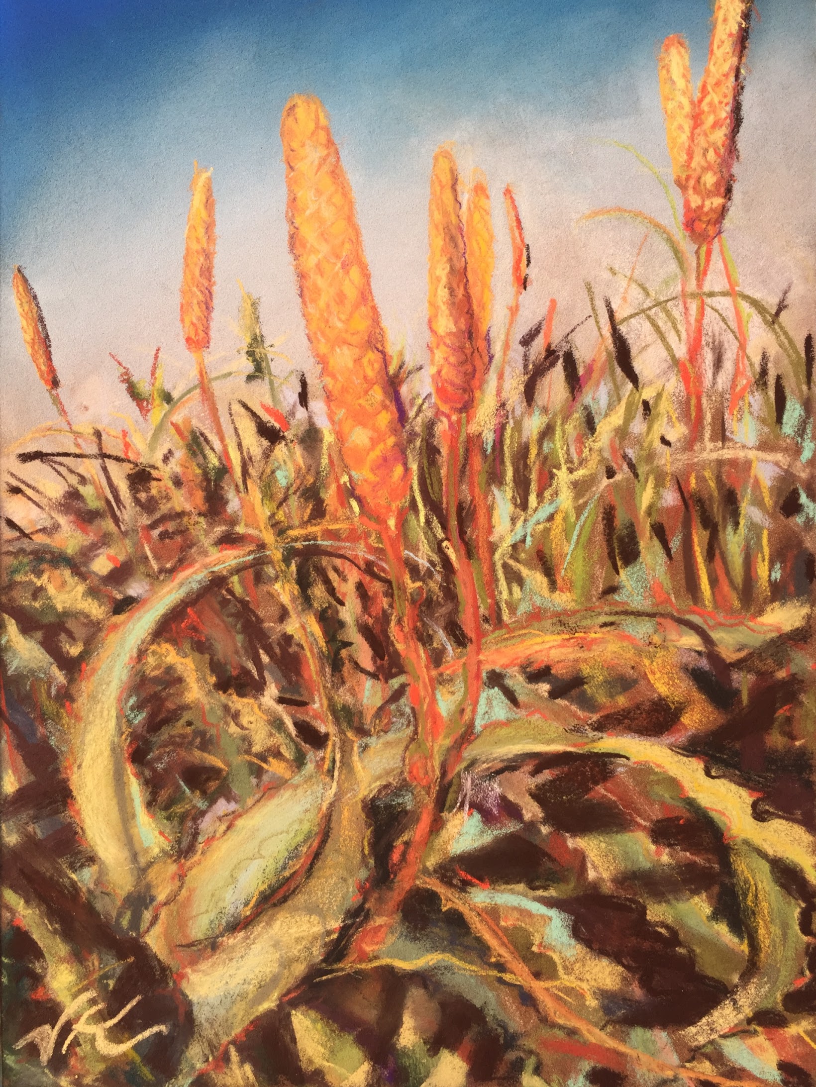 Aloe California Coastal