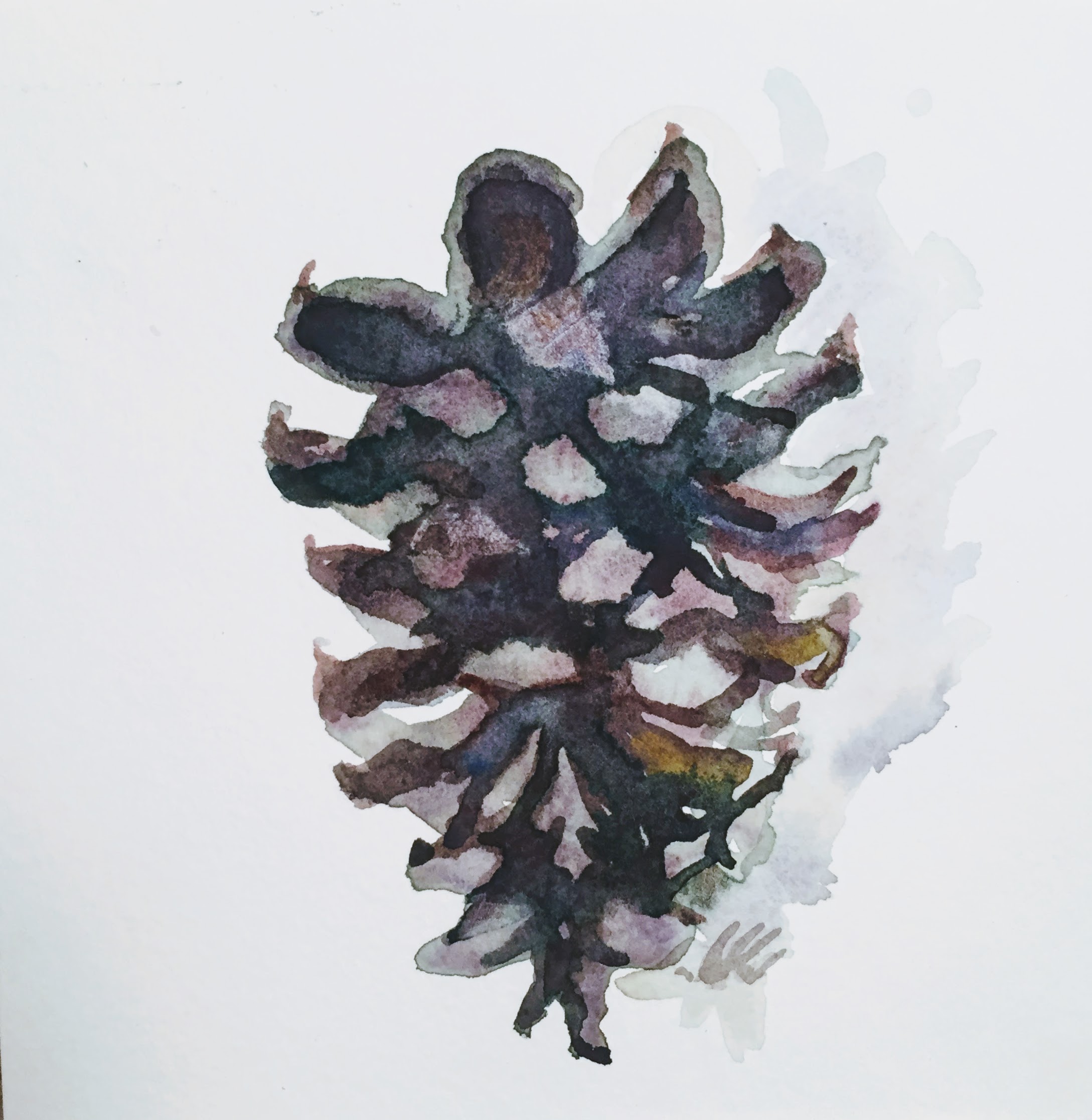 Ponderosa Cone11:29:17