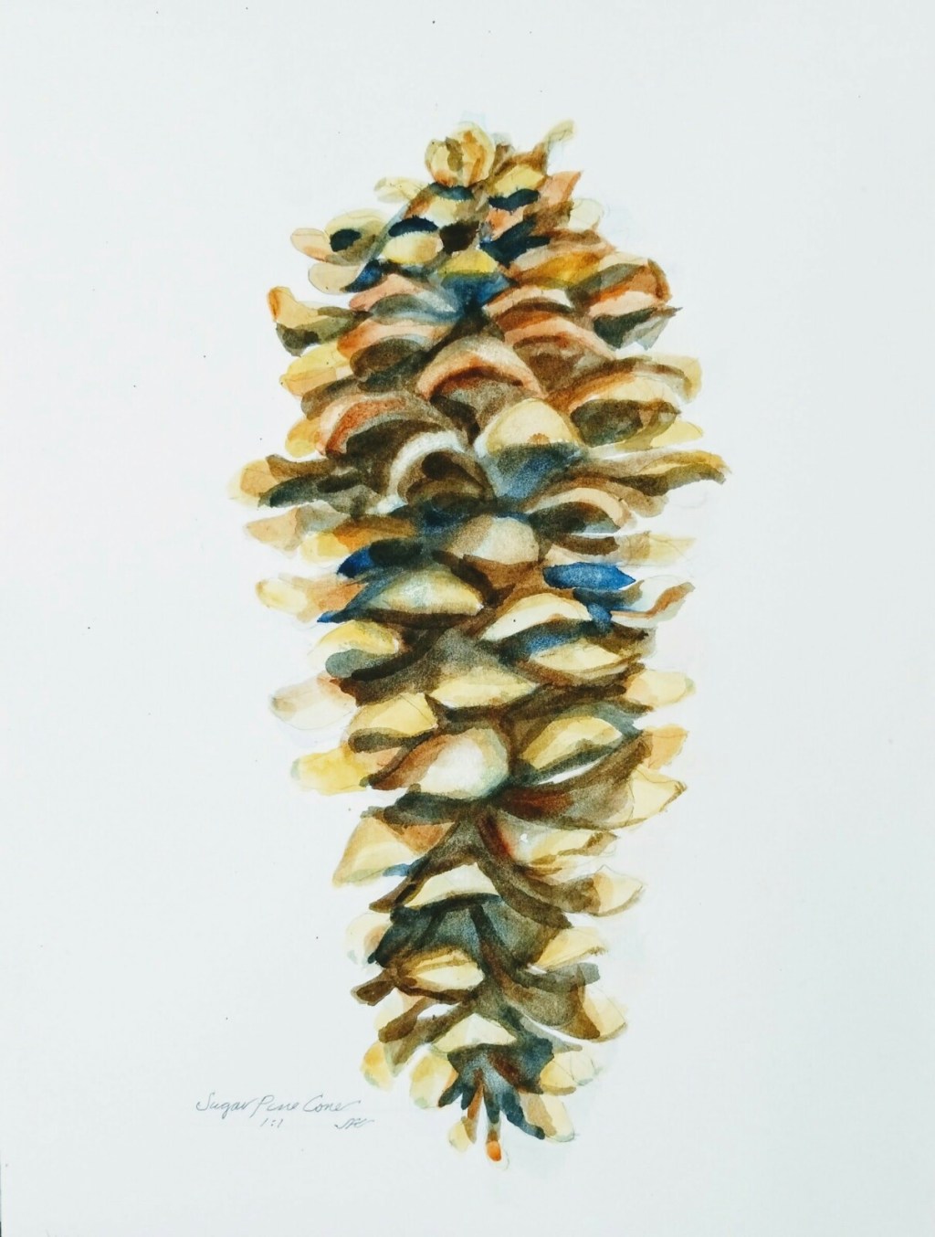 Sugar Pine Cone